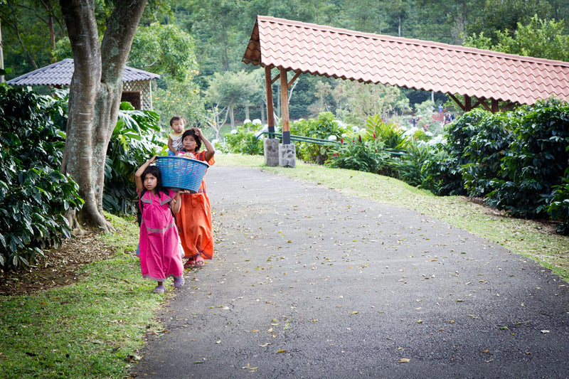 Indigenous Coffee Pickers from Panama returning from Harvest