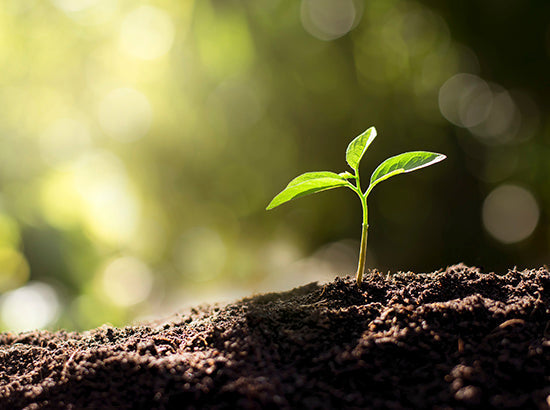 Coffee Bean Plant Sprouting in Ground