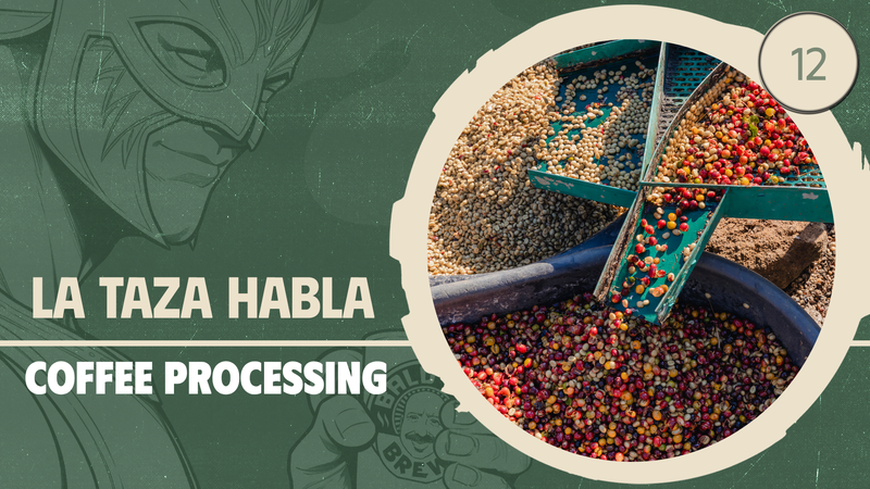 Processing & Flavor: From Fruit to Cup