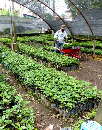 Sumatran Organic Coffee Farm Nursery