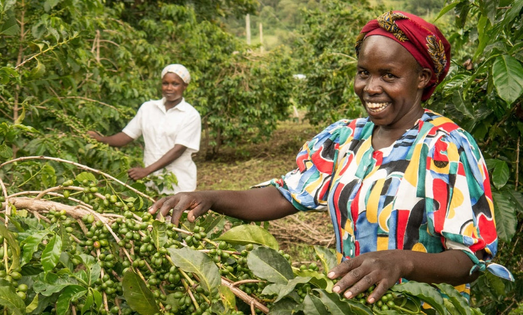 Photo of Kenyan Aa