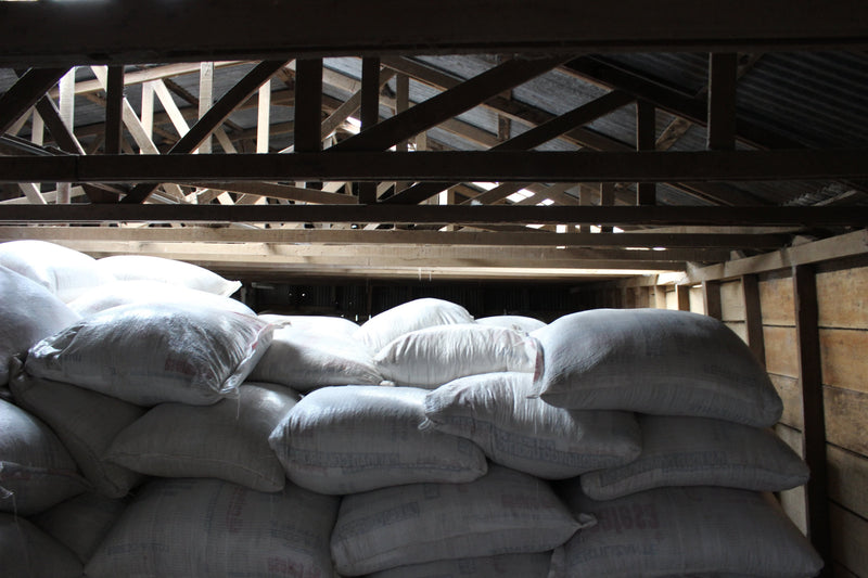 Costa Rican Coffee resting in sacks before peeling and shipment